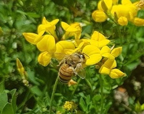 A honey bee sitting on a yellow flower on top of green grass. 